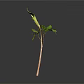 Green Plant With Slender Stem And Several Green Leaves On Gray Background With Reflection