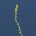Delicate Slender Stem Bearing Tiny Yellow Flowers Against Clear Deep Blue Sky 3d model