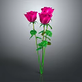 Vibrant Pink Roses With Green Stems And Leaves On Gray Background
