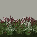 Ground Cover Plants Featuring Red Spiked Flowers And Green Foliage In Garden