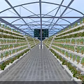 Greenhouse Interior With Vertical Plant Racks And Lush Growing Vegetables Under Transparent Roof