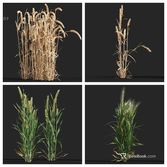 Different Growth Stages of Wheat Plants with Golden Mature and Green Immature Stalks 3d model 