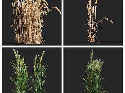 Different Growth Stages of Wheat Plants with Golden Mature and Green Immature Stalks 3d model