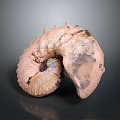 Ammonite Sculpture Carving With Spiral Design Iridescent Surface And Natural Texture 3d model