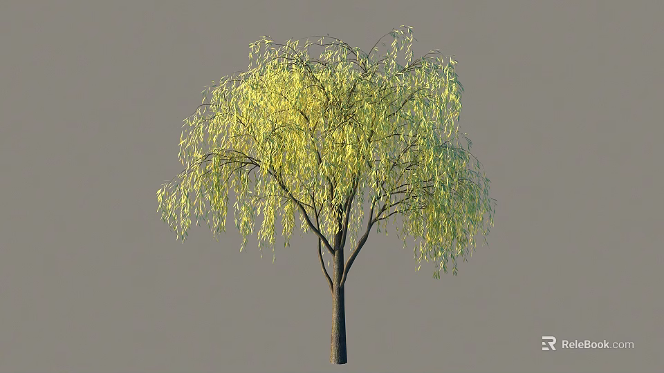 Vibrant Yellow Leafed Shrub With Graceful Drooping Branches In Outdoor Garden 3d model 