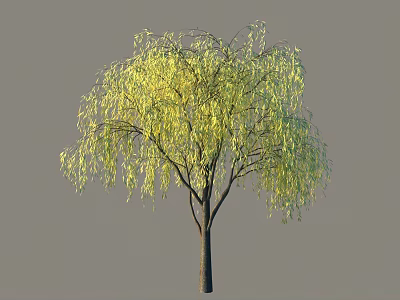 Vibrant Yellow Leafed Shrub With Graceful Drooping Branches In Outdoor Garden 3d model