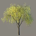 Vibrant Yellow Leafed Shrub With Graceful Drooping Branches In Outdoor Garden