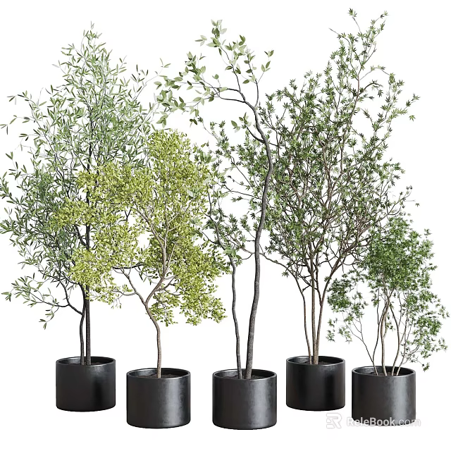 Different Types of Bonsai Potted Plants with Green Leaves in Black Pots 3d model 