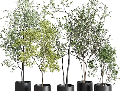Different Types of Bonsai Potted Plants with Green Leaves in Black Pots 3d model