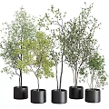 Different Types of Bonsai Potted Plants with Green Leaves in Black Pots