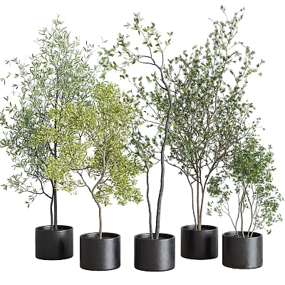 Different Types of Bonsai Potted Plants with Green Leaves in Black Pots 3d model