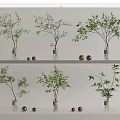 Multiple Glass Vases With Green Plants Displayed On Shelves And Red Gold Decorative Balls