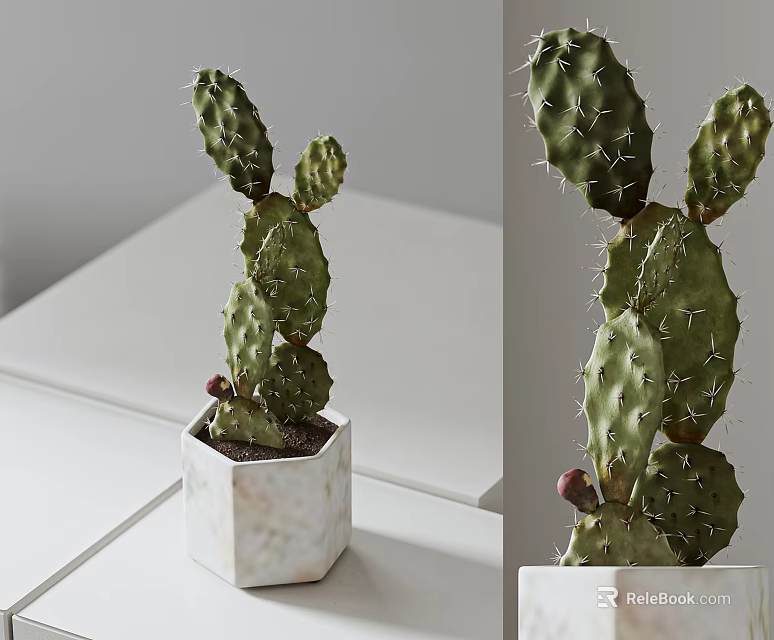Bonsai Potted Cactus Plant in Hexagonal Marble Pot on White Table with Green Foliage 3d model 
