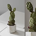 Bonsai Potted Cactus Plant in Hexagonal Marble Pot on White Table with Green Foliage