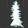 Tall Evergreen Pine Tree With Needle Leaves And Slender Trunk In Upright Shape