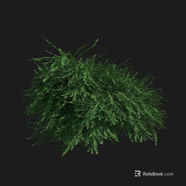 Green Lush Leafy Bush with Dense Foliage Isolated on Dark Background 3d model