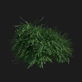Green Lush Leafy Bush with Dense Foliage Isolated on Dark Background 3d model