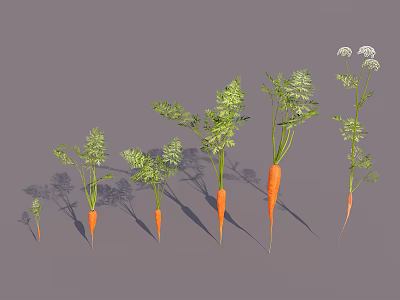 Fresh Carrots in Various Growth Stages with Green Tops Arranged on Gray Background 3d model