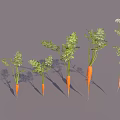 Fresh Carrots in Various Growth Stages with Green Tops Arranged on Gray Background