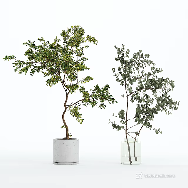 Bonsai Potted Plants with Lush Green Leaves in White Pot and Clear Glass Vase 3d model 