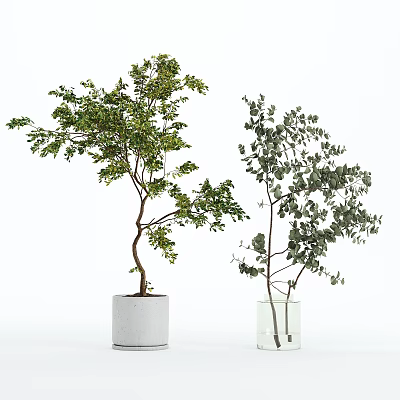 Bonsai Potted Plants with Lush Green Leaves in White Pot and Clear Glass Vase 3d model