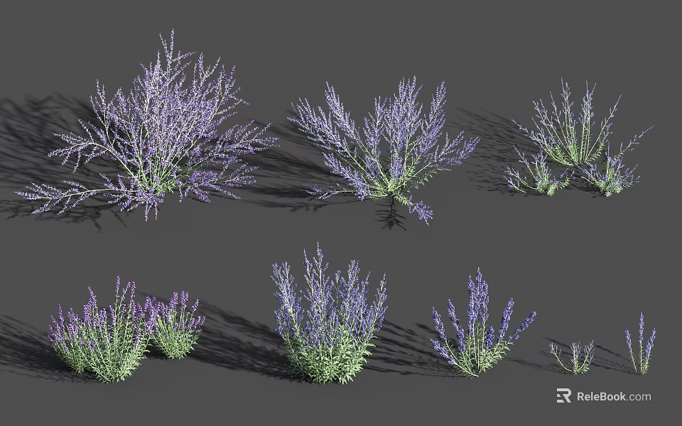Lavender Flower Bushes In Various Sizes And Natural Growth Shapes For Garden Landscaping 3d model 