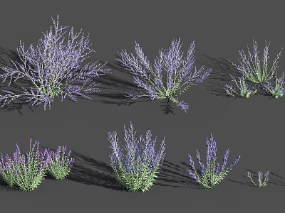 Lavender Flower Bushes In Various Sizes And Natural Growth Shapes For Garden Landscaping 3d model