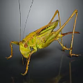 Detailed Green Grasshopper With Long Antennae And Hind Legs Close Up View On Dark Background