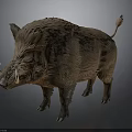 Wild Boar With Brown Fur And White Tusks Standing On Dark Background