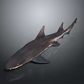 Realistic Detailed Brown Spotted Shark with Fins and Tail on Gray Background