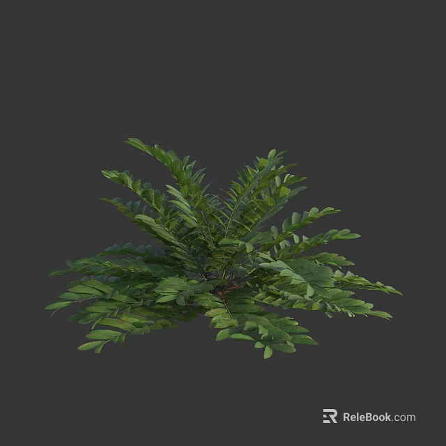 Elegant Green Fern With Lush Feathery Leaves For Interior Design 3d model 