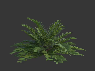 Elegant Green Fern With Lush Feathery Leaves For Interior Design 3d model
