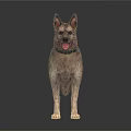 Realistic Standing Gray Fur Dog With Collar On White Background