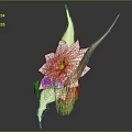 Pink and White Striped Flower Plant with Green Leaves and Stem on Dark Background