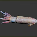 Colorful Aquatic Squid With Large Blue Eyes Pink And Blue Body Spots And Colorful Tentacles