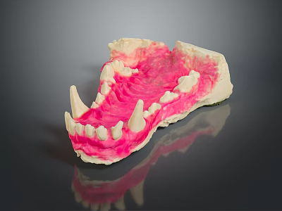 Anatomical Dental Model With White Teeth And Pink Gum Structure For Education 3d model