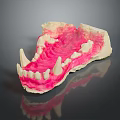 Anatomical Dental Model With White Teeth And Pink Gum Structure For Education