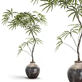 Indoor Decorative Bonsai Plant With Green Leaves Slender Trunk And Dark Ceramic Pot