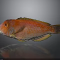 Vibrant Red Fish With Bright Scales Yellow Fins Blue Tail And Reflection On Dark Background