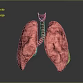 Medical Device 3D Lung Model for Anatomical Visualization in Medical Training 3d model