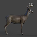 Detailed Realistic Deer With Large Antlers Standing On Gray Background