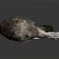 Gray and White Wolf Lying on White Surface with Extended Limbs and Relaxed Pose
