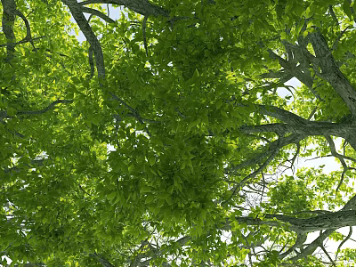 Scenic View of Lush Green Tree Canopy with Sunlight Filtering Through Branches 3d model