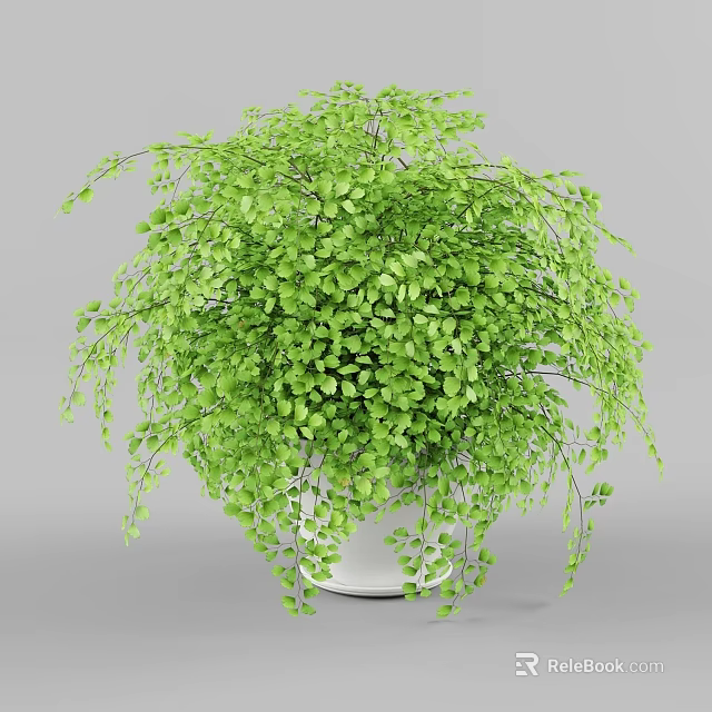 Bonsai Potted Plant With Lush Green Hanging Foliage In White Ceramic Pot 3d model 