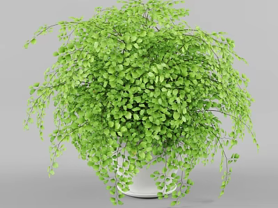 Bonsai Potted Plant With Lush Green Hanging Foliage In White Ceramic Pot 3d model
