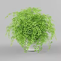 Bonsai Potted Plant With Lush Green Hanging Foliage In White Ceramic Pot
