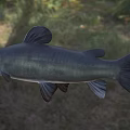 Aquatic Black Fish with Striking Blue Eyes Prominent Whiskers Detailed Closeup View
