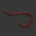 Vibrant Pink Worm With Textured Body In Curved Shape On Gray Background