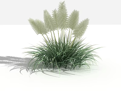 Green Grass With White Feathery Flowers On Top Against White Background 3d model