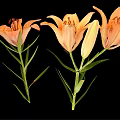 Orange Lily Flowers In Vase With Green Leaves On Black Background